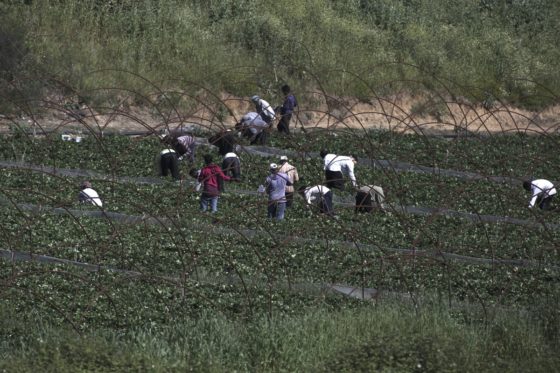 Ο κίνδυνος της επιδημίας πλανάται πάνω από τα χωράφια φράουλας στη Μανωλάδα