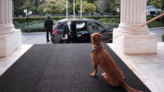 Ποινικοποίηση της φιλοζωίας πίσω από την υιοθεσία σκύλου από τον Μητσοτάκη «δείχνει» η ΠΦΟ