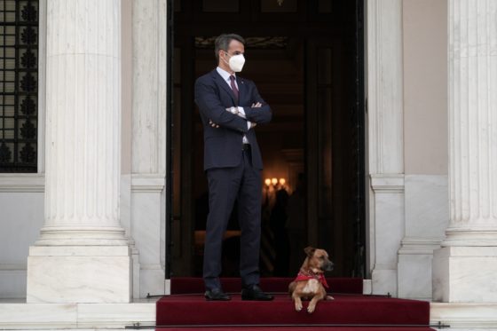 Φιλοζωικές κατά ΝΔ: Το σχέδιο νόμου δεν έχει σχέση με σύγχρονη νομοθεσία προστασίας των ζώων