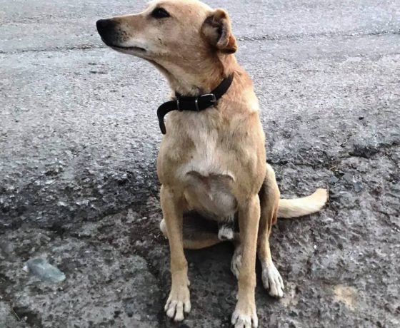 Νέα κτηνωδία στην Κρήτη – Πυροβόλησαν σκύλο έξω από το σπίτι του