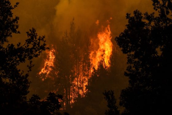 Ουσιαστική λήψη μέτρων για δάση και πυρκαγιές απαιτούν WWF και δεκάδες χιλιάδες πολίτες