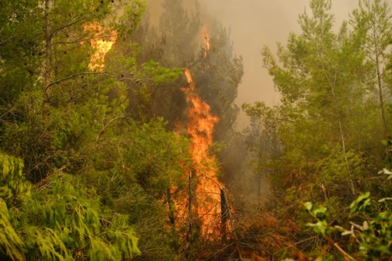 Τα 300.000 στρέμματα που κάηκαν στην Εύβοια δεν πρόκειται να ξαναγίνουν δάσος