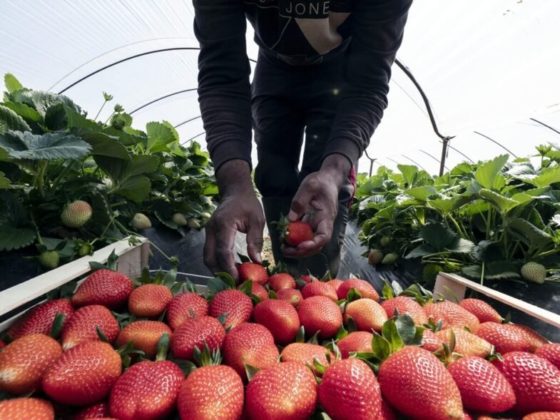 «Μέχρι εδώ» λένε οι εργάτες γης στα φραουλοχώραφα σε Αχαΐα και Ηλεία και θέτουν ανθρώπινους όρους εργασίας