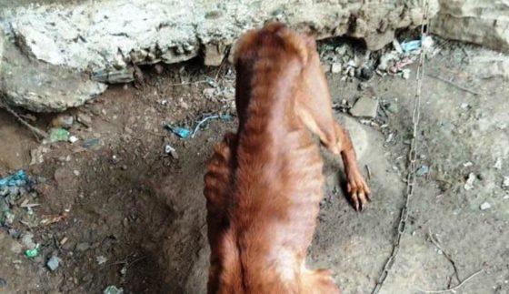 Παραμέληση ζώου στα Χανιά – Αλυσοδεμένο και αποστεωμένο σκυλί