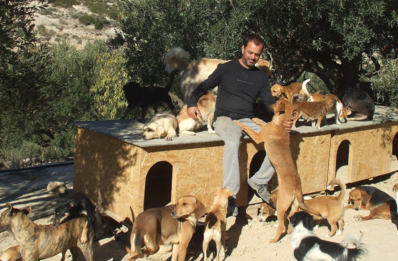 Τakis Shelter: Παράτησε τα πάντα κι έφτιαξε καταφύγιο – «Έχω βρει σκυλί με σχισμένο δέρμα από μαχαίρι.Μου επέστρεψαν 10 απ’τα 12 σκυλιά που υιοθέτησαν Έλληνες -υπάρχει έλλειψη παιδείας»