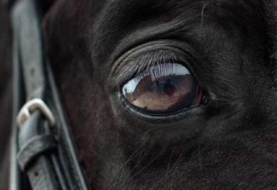 Κέρκυρα: Συνελήφθη ο ιδιοκτήτης του αλόγου που ξεψύχησε στο δρόμο