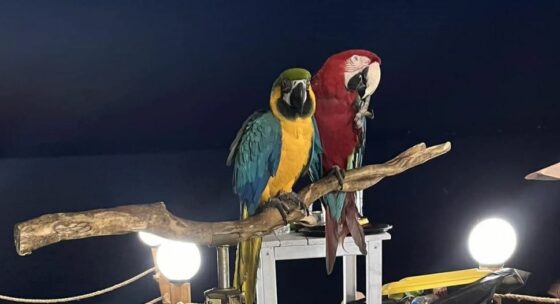 Χαλκιδική: Πρόστιμο 20.000 ευρώ σε επιχείρηση που χρησιμοποιούσε παπαγάλους ως κράχτες