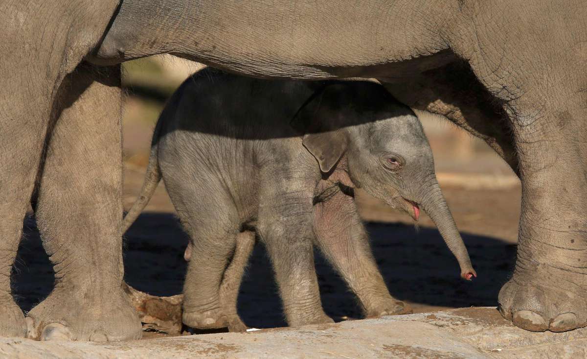Сколько детенышей носорога родилось в 2001 году. Азиатский слон, детеныш. Слоны Детёныши стопы. Как выглядит Слоненок.
